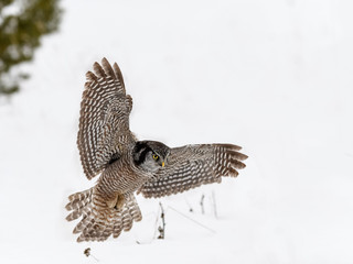 Northern Hawk Owl Landing on Snow in Winter