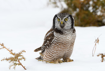 Northern Hawk Owl Standing on Snow, Closeup Portrait in Winter