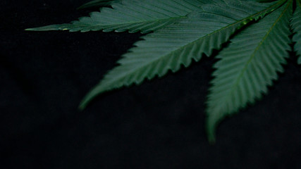 Cannabis Weed Leaf in Black Background Macro Plants