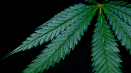 Cannabis Weed Leaf in Black Background Macro Plants