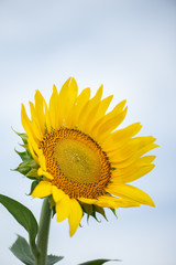 Sunflower blooming, looking up