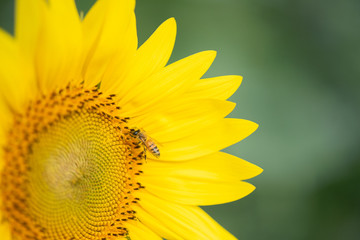 Obraz premium Sunflower blooming, honey bee pollinating