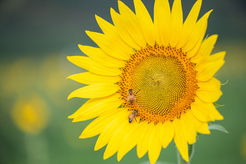Naklejka premium Sunflower blooming, honey bee pollinating