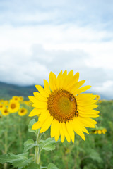 Fototapeta premium Sunflower blooming, honey bee pollinating