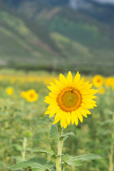 Obraz premium Sunflower blooming, honey bee pollinating