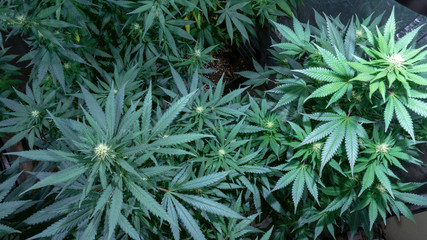 Cannabis Weed Plant Marijuana Bloom Grow Plant Indoor