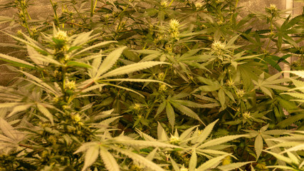 Cannabis Weed Plant Marijuana Bloom Grow Plant Indoor
