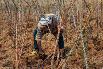Cassava farming   Thai farming   Thai tractor