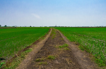 Dirt road, leading straight, surrounded by green rice field plantation on a bright blue sky day.