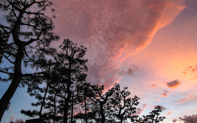 Top of pine trees with twilight pink sky copy space.