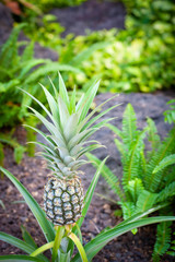 baby pineapple growing in the garden