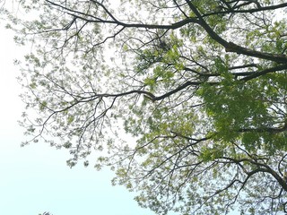 branches of tree with blue sky and clouds