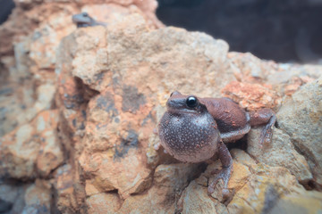 Desert tree frog (Litoria rubella) calling at night on stone outcrop with inflated vocal sac