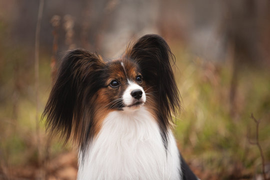 Cute dog breed papillon sitting in the forest in the fall