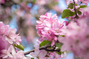 Beautiful spring crab apple tree blossoms against a blurred peaceful blue background.