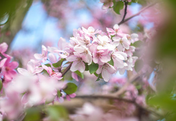 Beautiful spring crab apple tree blossoms against a blurred peaceful blue background.