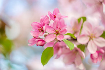 Fototapeta na wymiar Beautiful spring crab apple tree blossoms against a blurred peaceful blue background.