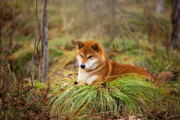 Beautiful and happy shiba inu dog lying on the grass in the forest in fall. Cute Red shiba inu female puppy