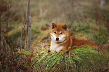 Beautiful and happy shiba inu dog lying on the grass in the forest in fall. Cute Red shiba inu female puppy