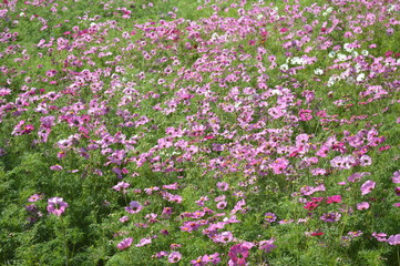 Bright colored flowers surrounded by green leaves