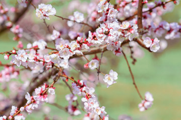 Cherry, almond or peach tree blossom and flower on background, beautiful nature.Sakura Japanese flower, branch. Blossom tree spring time.