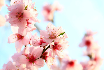 Blooming peach blossoms in the park