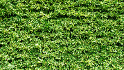 Ornamental plants in green vertical gardens, background, wall and vertical garden walls.
