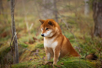 Naklejka na ściany i meble Beautiful and happy shiba inu dog sitting on the grass in the forest in fall. Cute Red shiba inu female dog