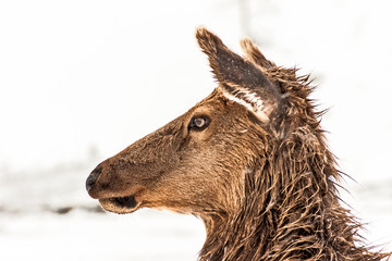 Fototapeta premium Portrait of an Elk