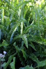 The beautiful fern in the forest