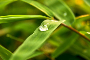 blurry nature background of a temporary shelter, created to reside in the garden or relax while traveling
