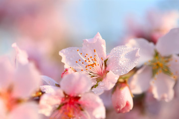 Blooming peach blossoms in the park