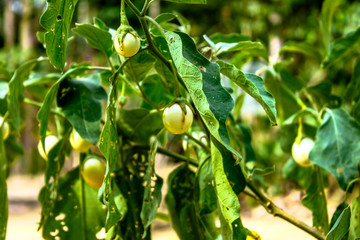 A blurry abstract background view of green leaves that grow up the streets or in the park, for a refreshing view during the day