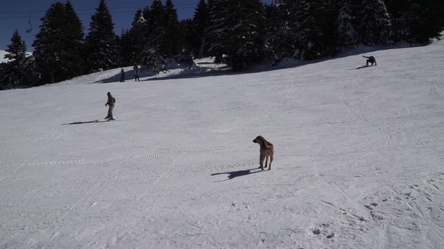 People are skiing on a beautiful sunny day, dogs are running