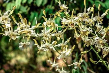 A blurry abstract background view of green leaves that grow up the streets or in the park, for a refreshing view during the day