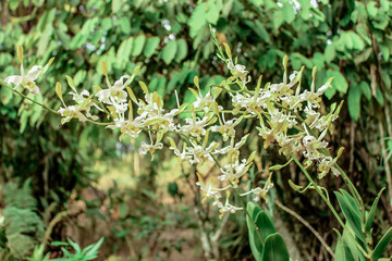 A blurry abstract background view of green leaves that grow up the streets or in the park, for a refreshing view during the day