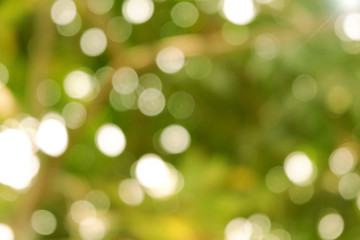 Obraz premium Blurred Green bokeh and sun light. Abstract natural backgrounds