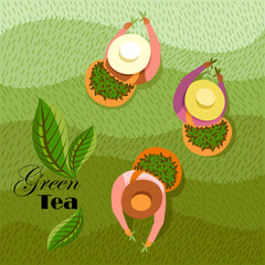 people collect tea in the field. vector image of people with a top view. green tea
