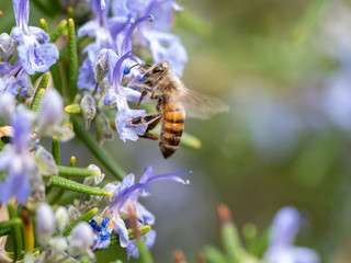 Fototapeta premium A pollinating bee feeding from lavender rosemary flowers.
