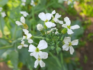 Close up radish flower.Radish flowers are petite blooms consisting of four petals forming the shape...