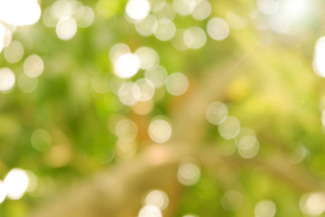 Blurred Green bokeh and sun light. Abstract natural backgrounds