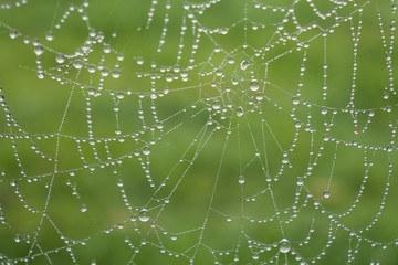 Rain drops on the spider web