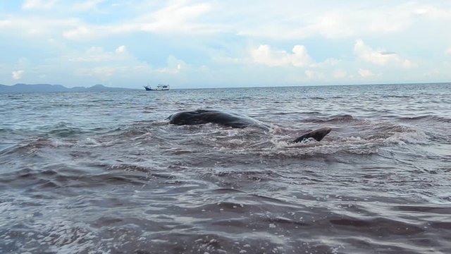 Stranded Sperm Whale on Ujong Kareung Beach in Aceh Besar district, Indonesia, November 13, 2017