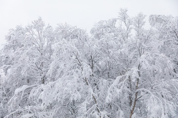 Snowy white fir trees in a forest in Norway