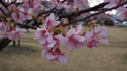 一足早いお花見！河津桜！