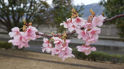 一足早いお花見！河津桜！