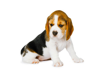 Puppy beagle on a white background.