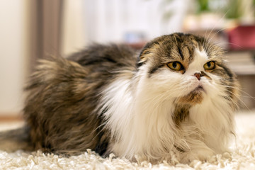 Animal portrait. Scottish fold highland cat 