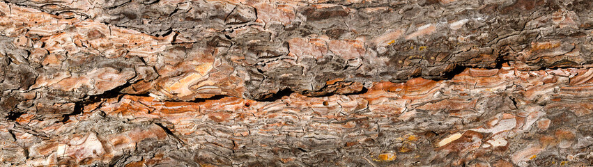 Pine dry gray-red bark with ladybug, panorama