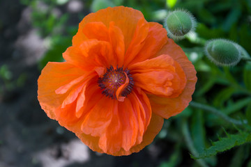 Red poppy flower in green grass close up
